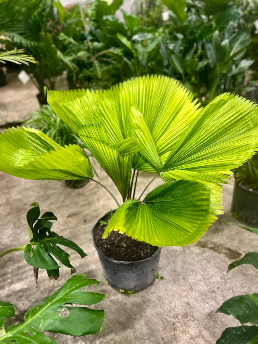 Licuala Grandis Palm, Vanuatu Fan Palm