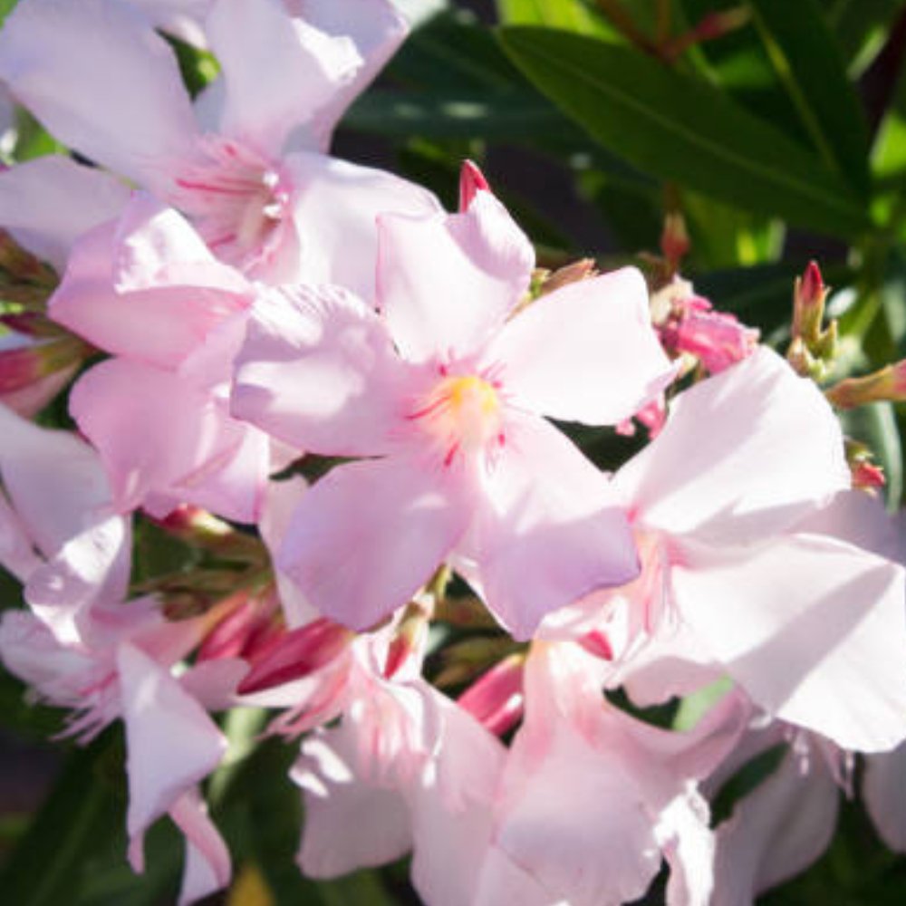 Oleander Ice Pink (Nerium Oleander)