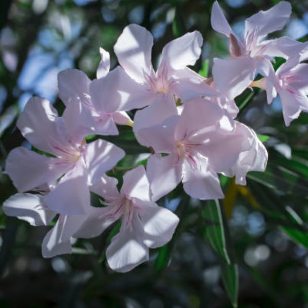 Oleander Ice Pink (Nerium Oleander)