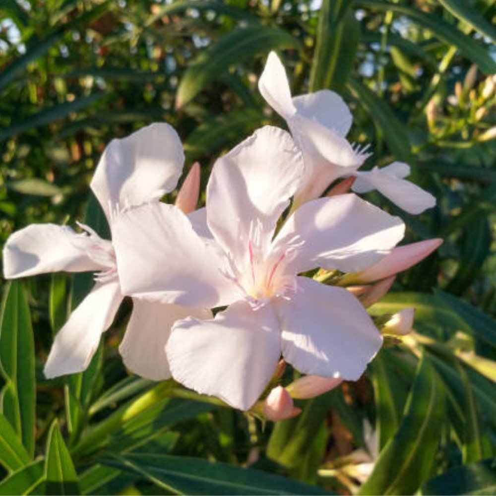 Oleander Ice Pink (Nerium Oleander)