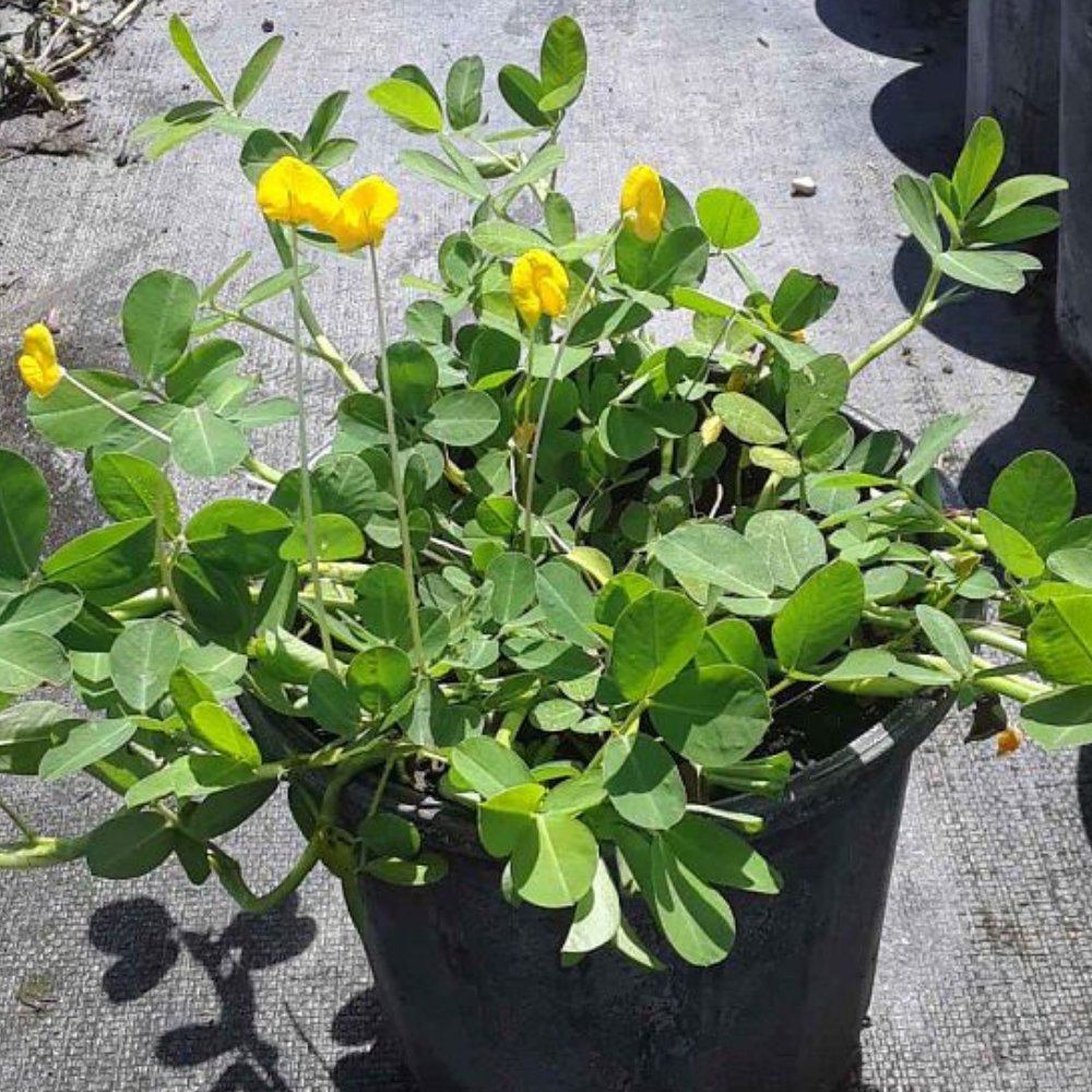 Perennial Peanut (Arachis Glabrata)