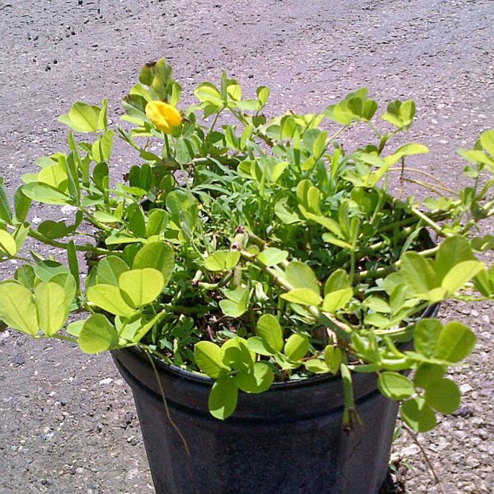 Perennial Peanut (Arachis Glabrata)