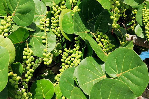 Sea Grape Bush (Coccoloba uvifera)