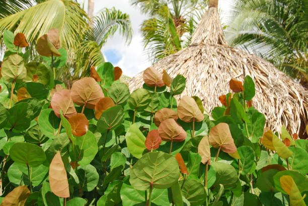 Sea Grape Bush (Coccoloba uvifera)