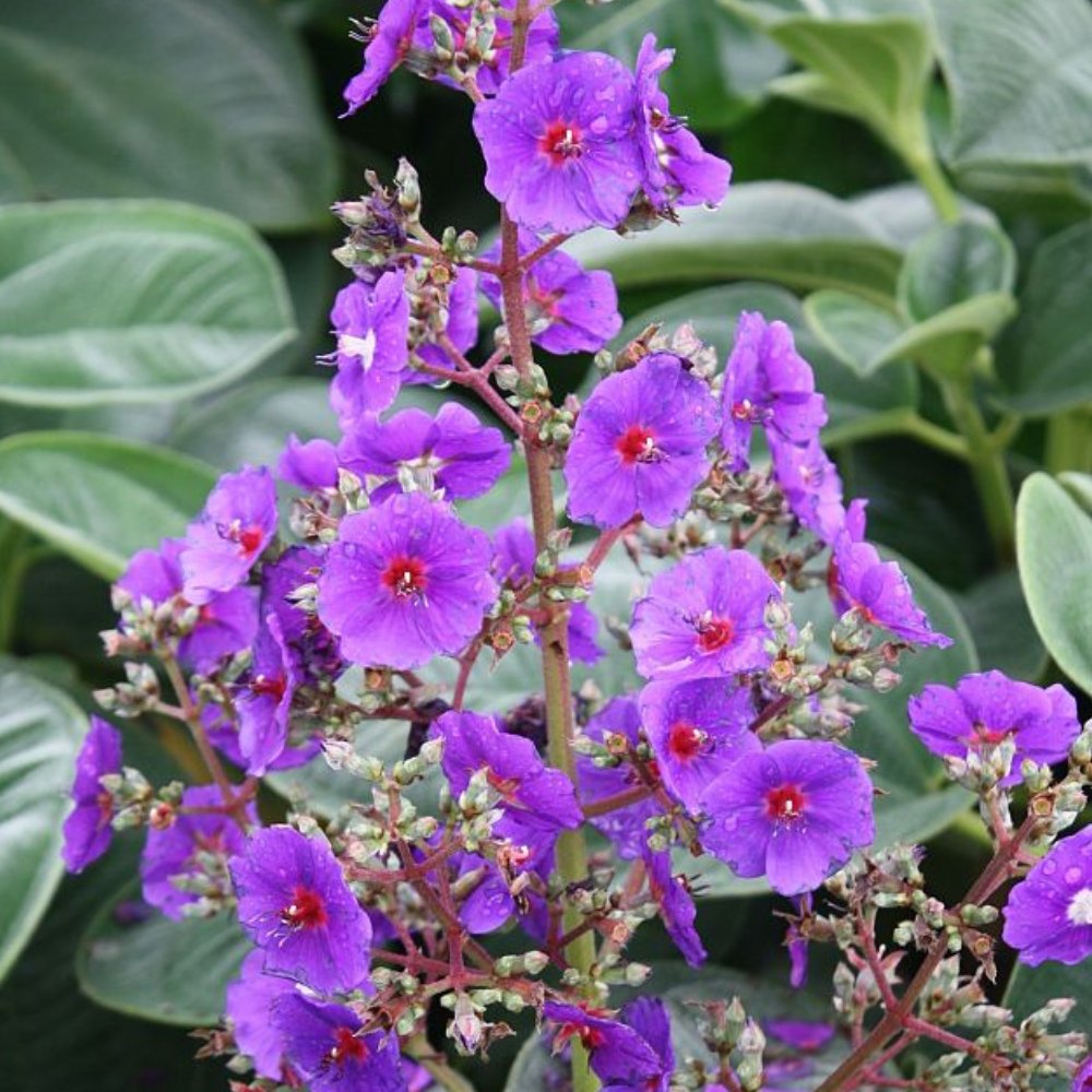 Tibouchina Dwarf (Tibouchina spp)