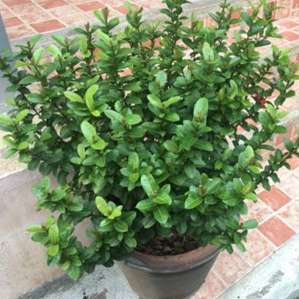 Tibouchina Dwarf (Tibouchina spp)