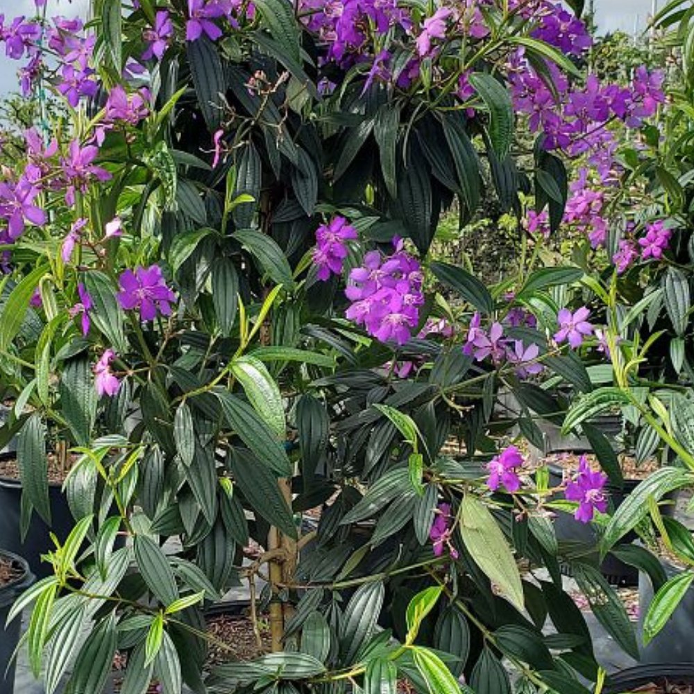 Tibouchina Dwarf (Tibouchina spp)