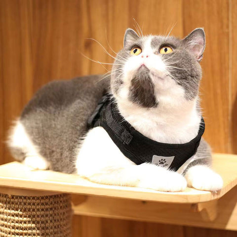 Cat Harness Reflective Breathable Chest Vest 4 Color Pet Leash Set (5)