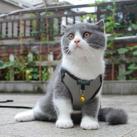 Cat Harness Vest Leash Imitation Leather 7 Color Pet Adjustable Harness