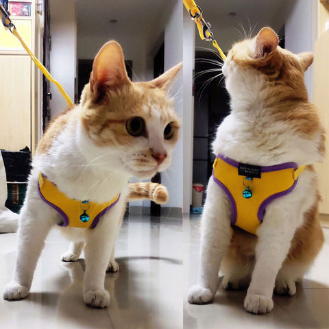 Cat Harness Vest Leash Imitation Leather 7 Color Pet Adjustable Harness