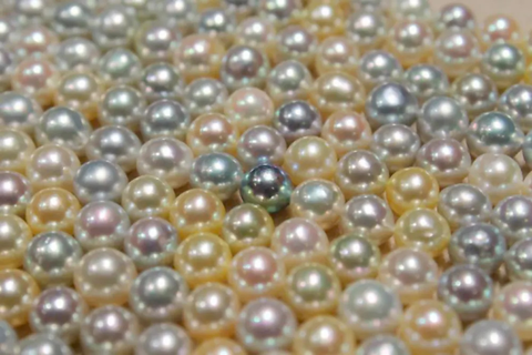 Golden Akoya Pearls