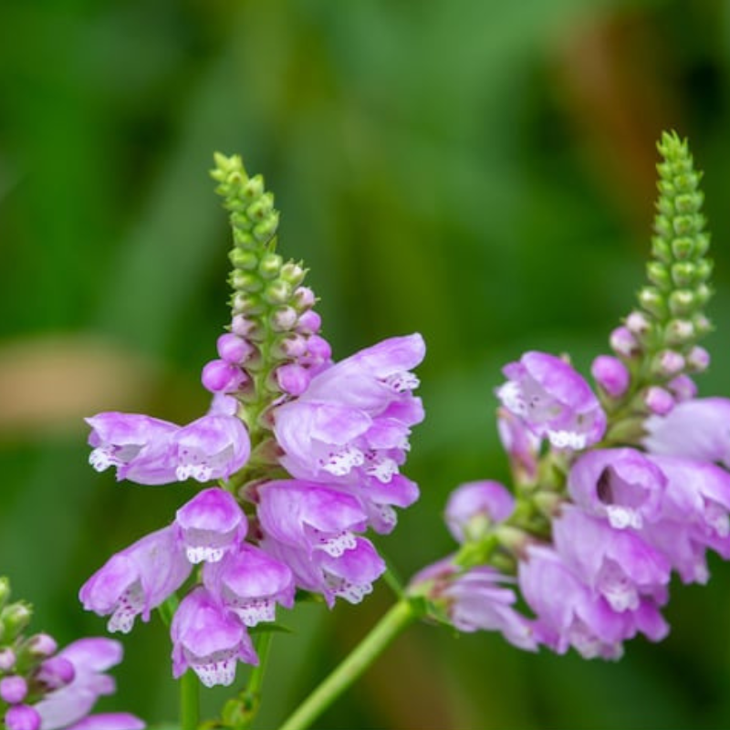 Obedient Plant Flower Seeds - Heirloom Seeds, False Dragonhead, Native Wildflowers, Cut Flowers, Deer Resistant, Open Pollinated, Non-GMO