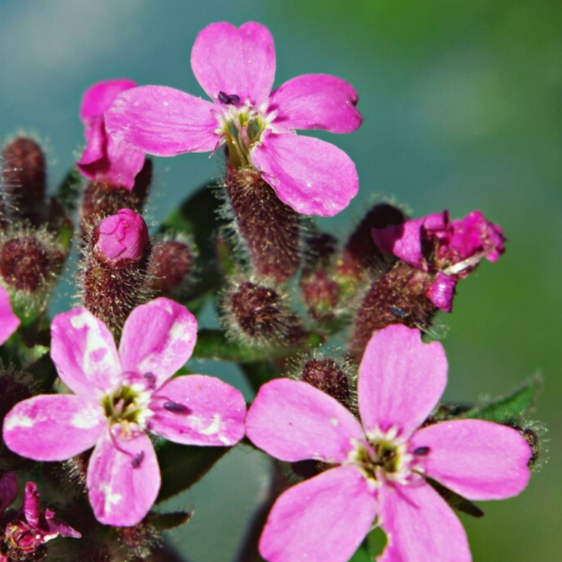 Rock Soapwort Flower Seeds - Heirloom Ground Cover, Wildflower, Open Pollinated, Non-GMO