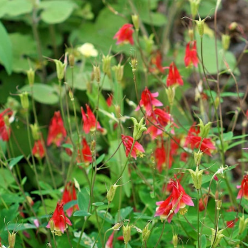 Eastern Flower Seeds - Heirloom Seeds, Container Garden, Hanging Flowers, Cut Flower Seeds, Open Pollinated, Non-GMO