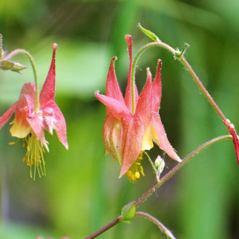 Eastern Flower Seeds - Heirloom Seeds, Container Garden, Hanging Flowers, Cut Flower Seeds, Open Pollinated, Non-GMO