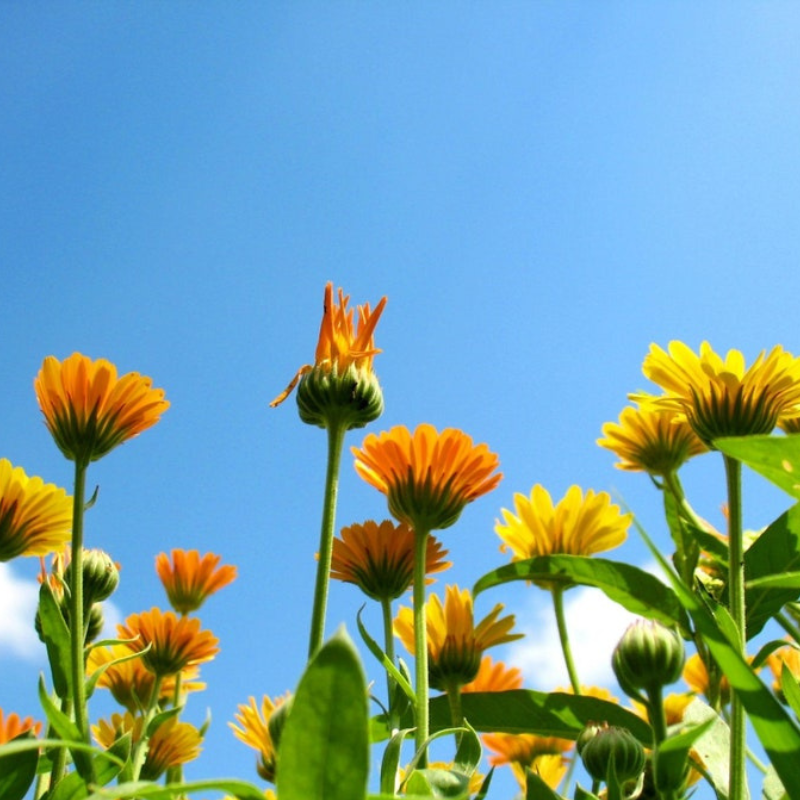 Fancy Mix Calendula Seeds - Heirloom Flower Seeds, Cut Flowers, Edible Flowers, Calendula Officinalis, Open Pollinated, Non-GMO