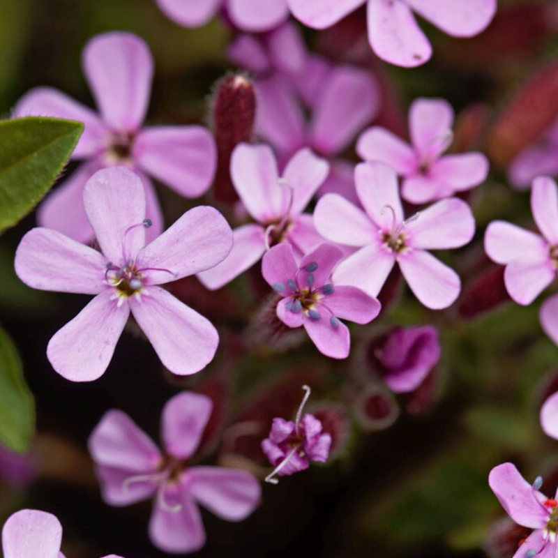 Rock Soapwort Flower Seeds - Heirloom Ground Cover, Wildflower, Open Pollinated, Non-GMO