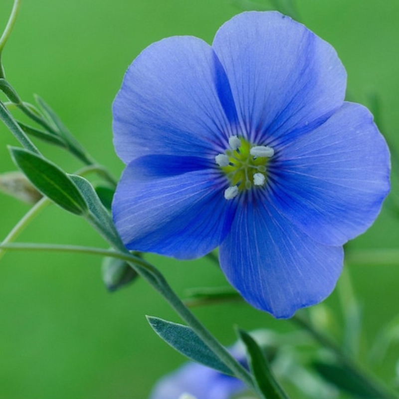 Blue Flax Wildflower Heirloom Seeds - Prairie Flowers, Lewis Flower, Perennial Wildflower, Open Pollinated