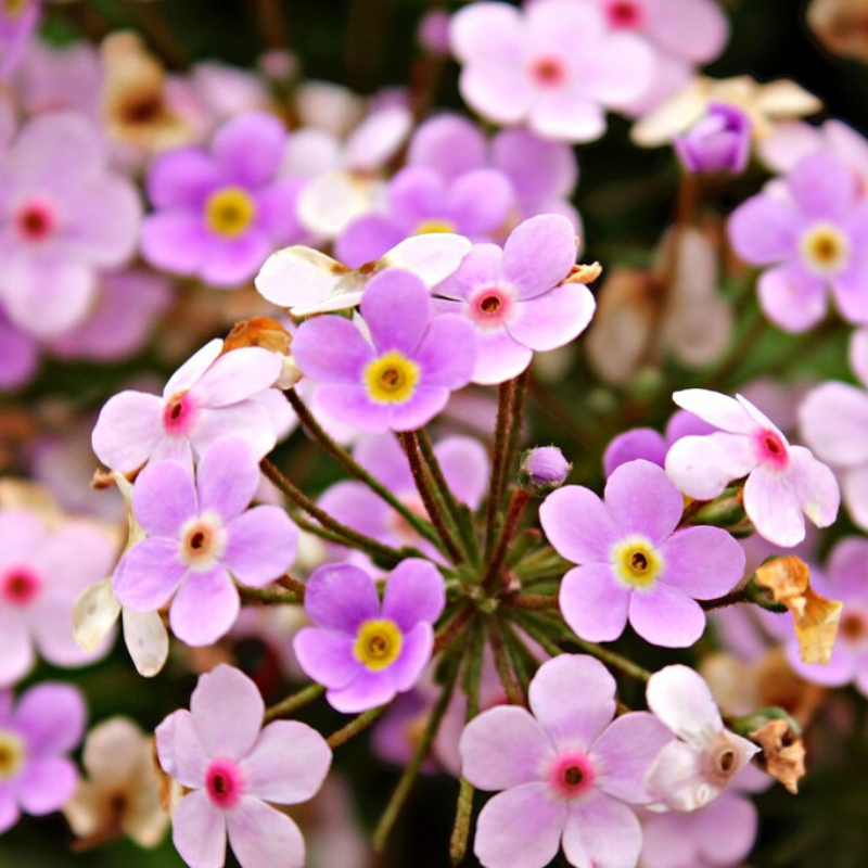 Rock Soapwort Flower Seeds - Heirloom Ground Cover, Wildflower, Open Pollinated, Non-GMO