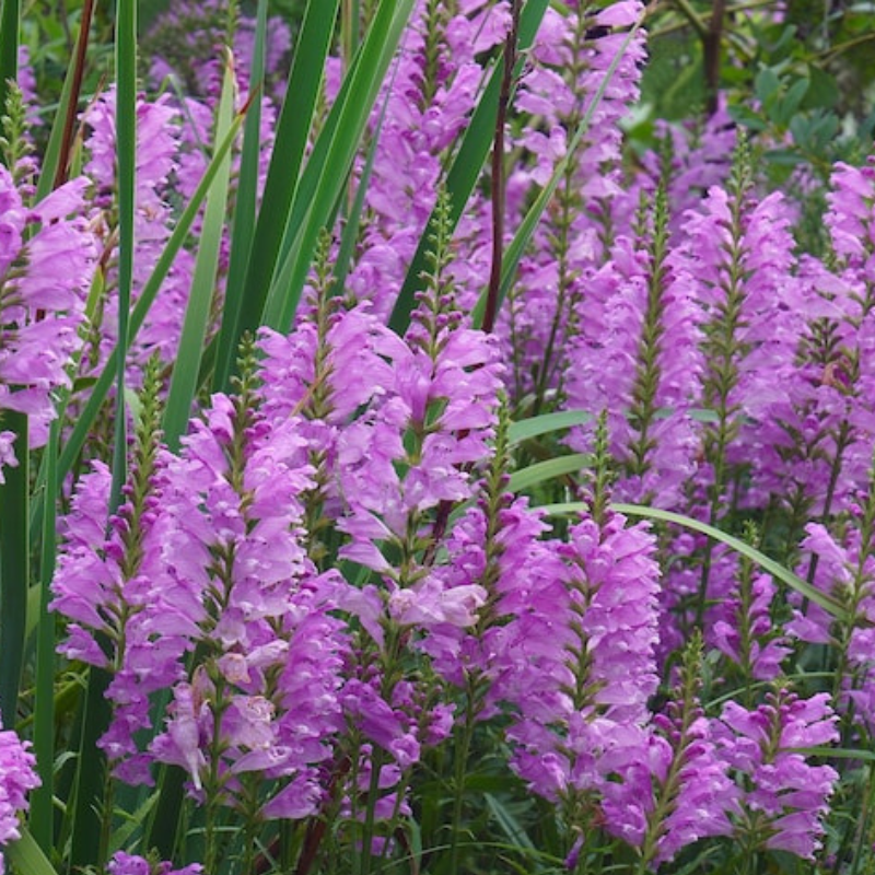 Obedient Plant Flower Seeds - Heirloom Seeds, False Dragonhead, Native Wildflowers, Cut Flowers, Deer Resistant, Open Pollinated, Non-GMO