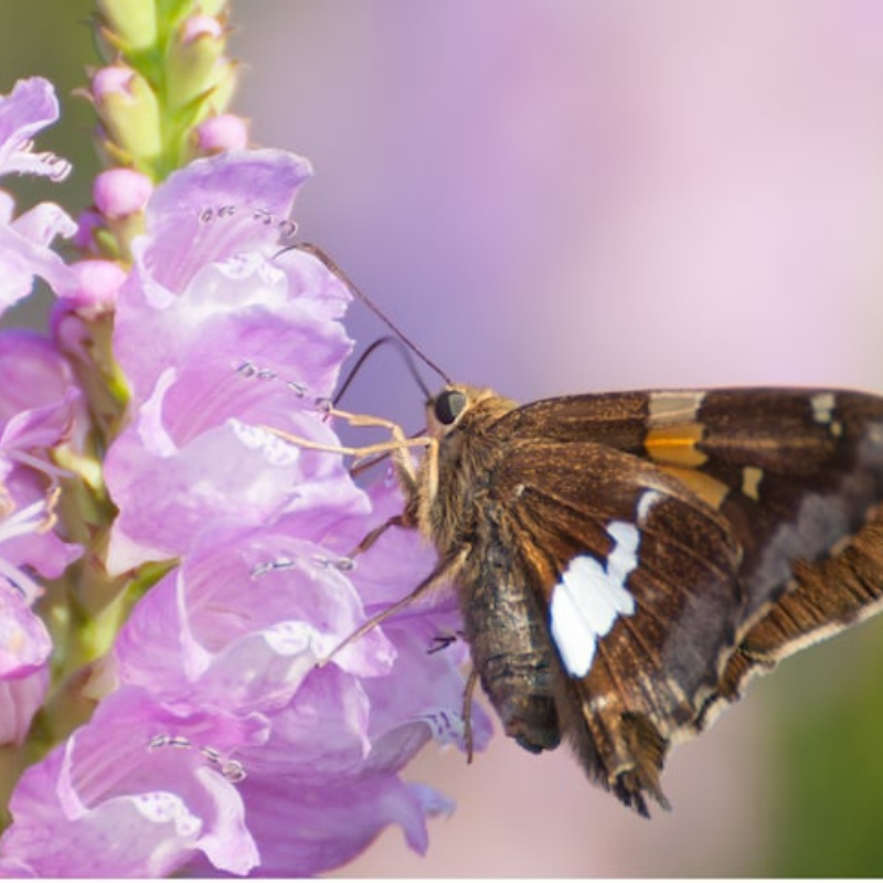 Obedient Plant Flower Seeds - Heirloom Seeds, False Dragonhead, Native Wildflowers, Cut Flowers, Deer Resistant, Open Pollinated, Non-GMO