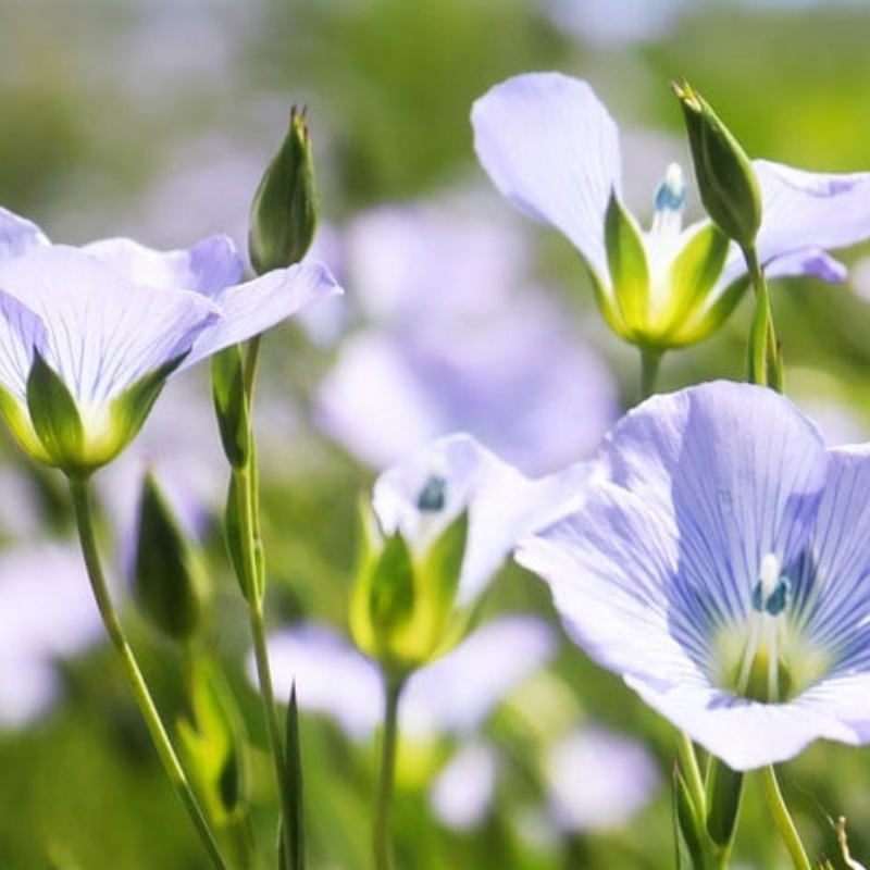 Blue Flax Wildflower Heirloom Seeds - Prairie Flowers, Lewis Flower, Perennial Wildflower, Open Pollinated