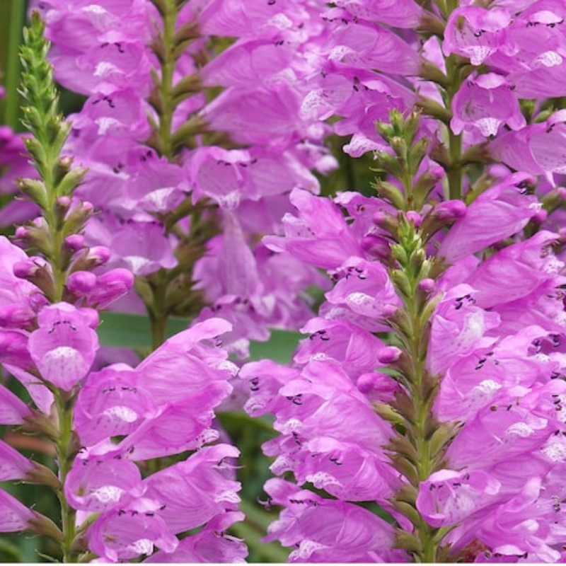 Obedient Plant Flower Seeds - Heirloom Seeds, False Dragonhead, Native Wildflowers, Cut Flowers, Deer Resistant, Open Pollinated, Non-GMO