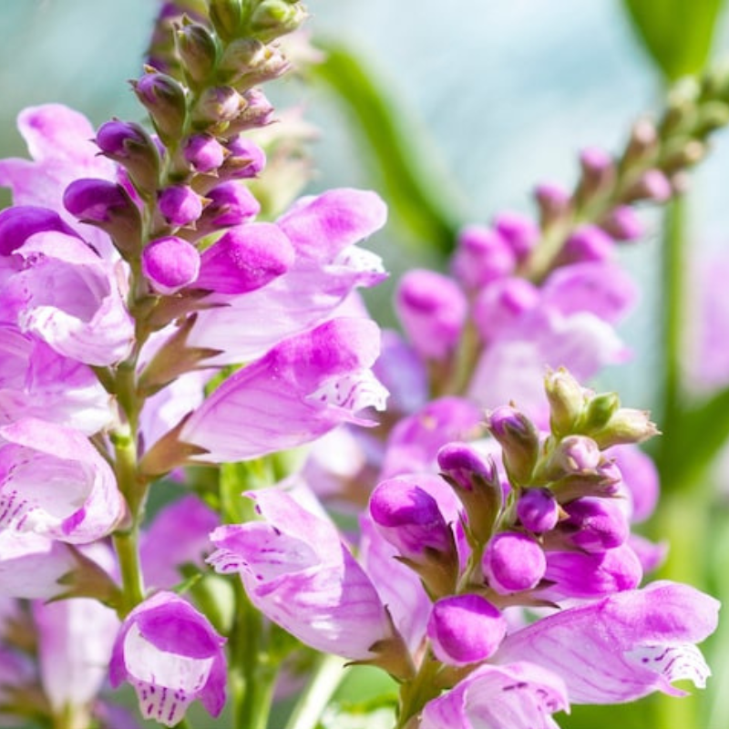 Obedient Plant Flower Seeds - Heirloom Seeds, False Dragonhead, Native Wildflowers, Cut Flowers, Deer Resistant, Open Pollinated, Non-GMO