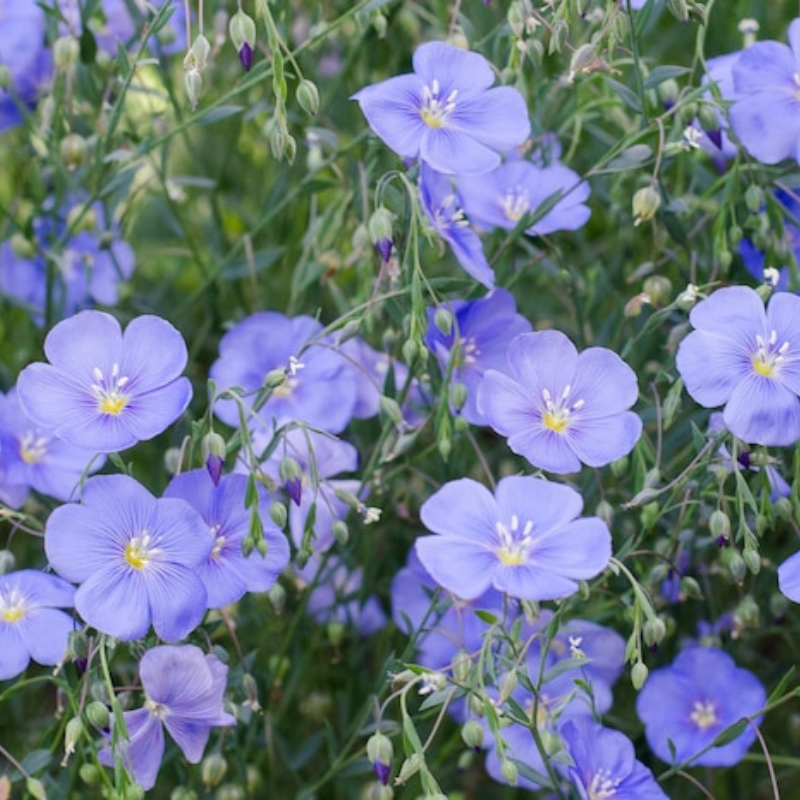 Blue Flax Wildflower Heirloom Seeds - Prairie Flowers, Lewis Flower, Perennial Wildflower, Open Pollinated