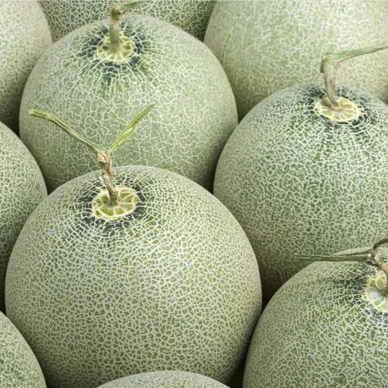 Rocky Ford Green Flesh Melon Seeds - Heirloom Seeds, Market Melon, Fruit Seeds, Open Pollinated, Non-GMO