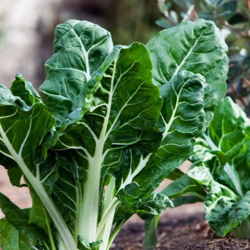 Lucullus Swiss Chard Heirloom Seeds - Summer Lettuce, Slow Bolt, Open Pollinated, Non-GMO