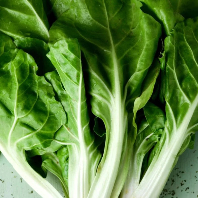 Lucullus Swiss Chard Heirloom Seeds - Summer Lettuce, Slow Bolt, Open Pollinated, Non-GMO