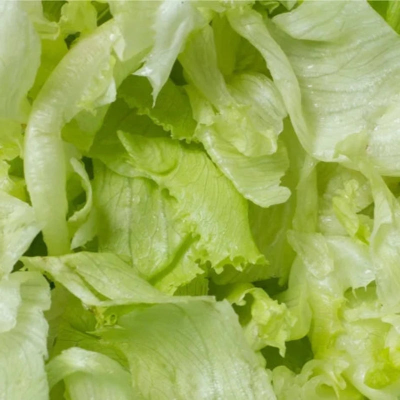 Heirloom Crisphead Lettuce Seeds - Heat Tolerant, Fast Growing, Open Pollinated, Non GMO