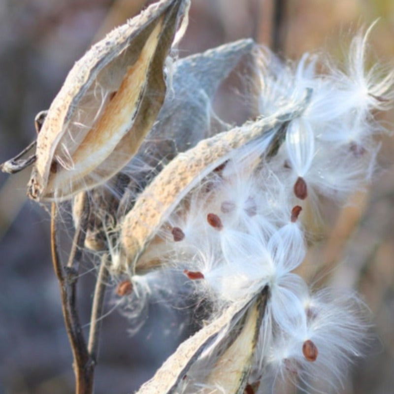 Spider Milkweed Seeds - Asclepias Viridis, Heirloom Seeds, Monarch Butterfly, Flower Seeds, Native Seeds, Green Milkweed, Non-GMO