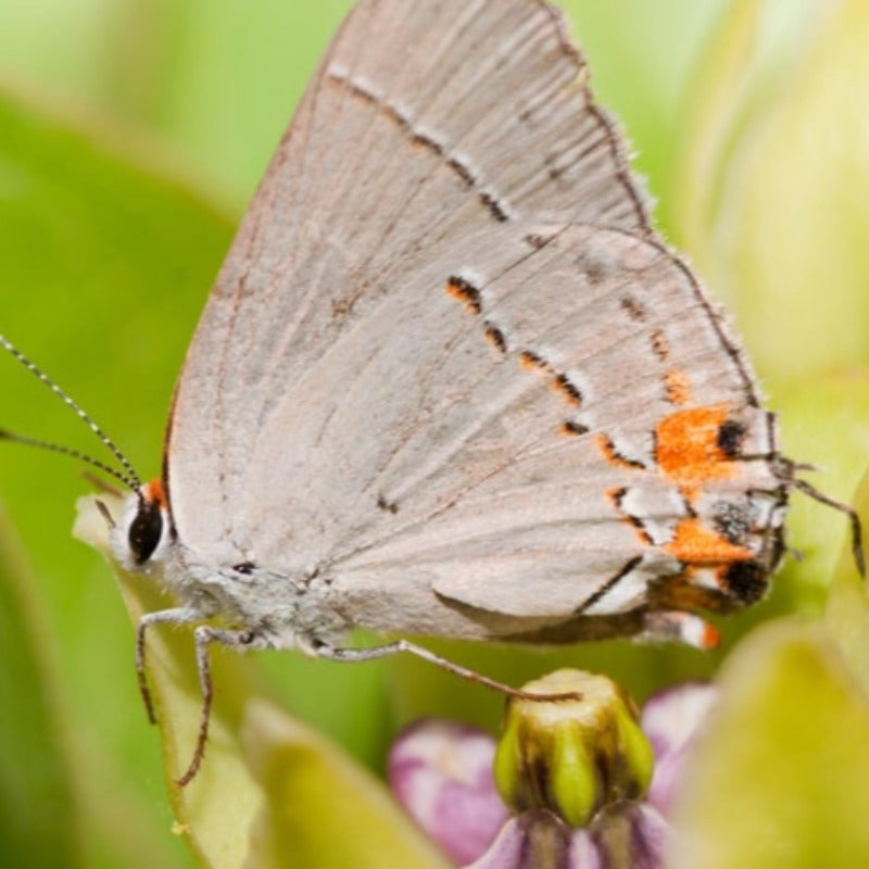 Spider Milkweed Seeds - Asclepias Viridis, Heirloom Seeds, Monarch Butterfly, Flower Seeds, Native Seeds, Green Milkweed, Non-GMO