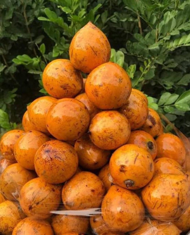 Agbalumo (African Fruit)