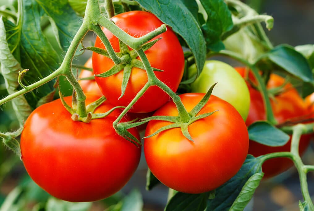 Florida 91 Hybrid Tomato