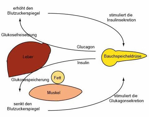 South Moon™ Zuckersenk-Fußakupressur-Pads