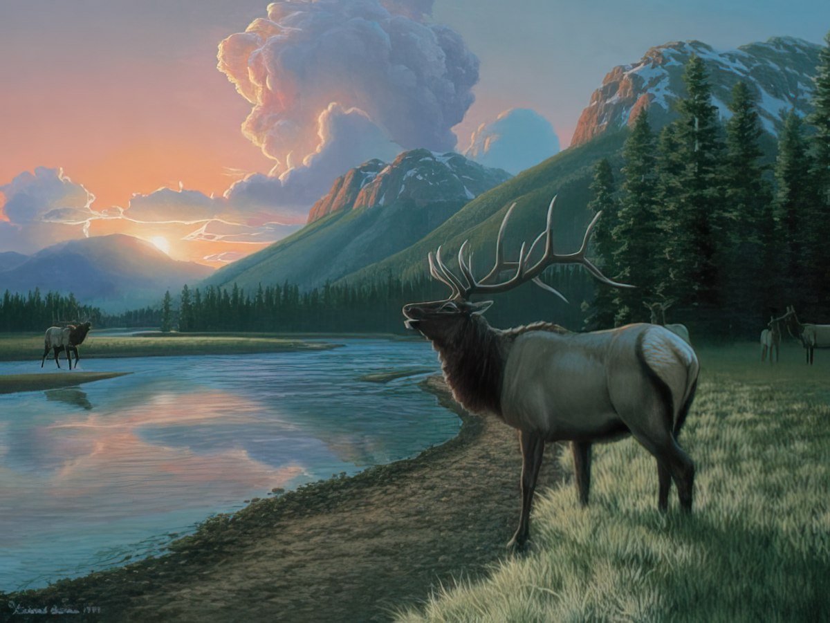  Sunset Elk 