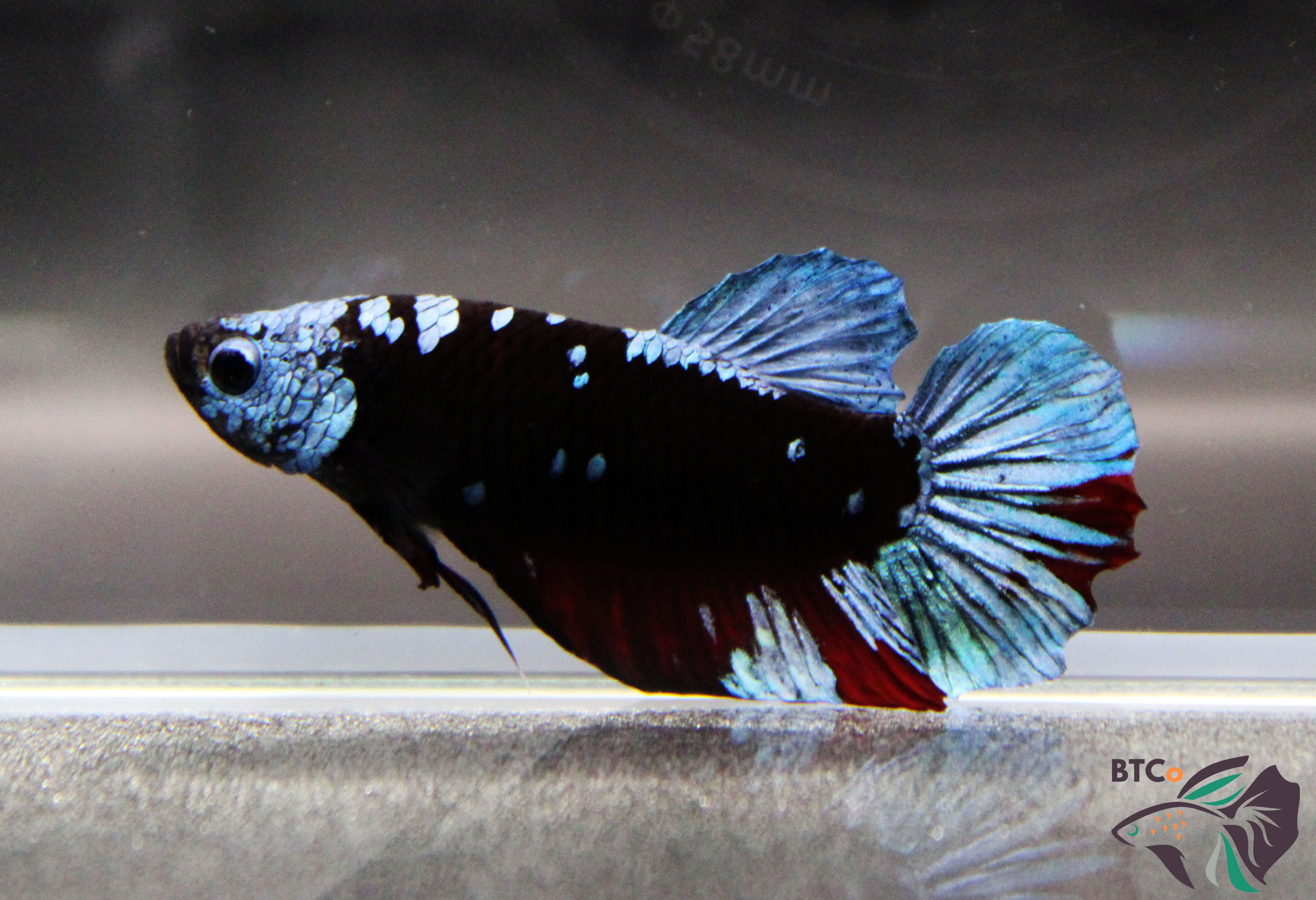 Fabio- Betta Plakat - Black Galaxy Avatar