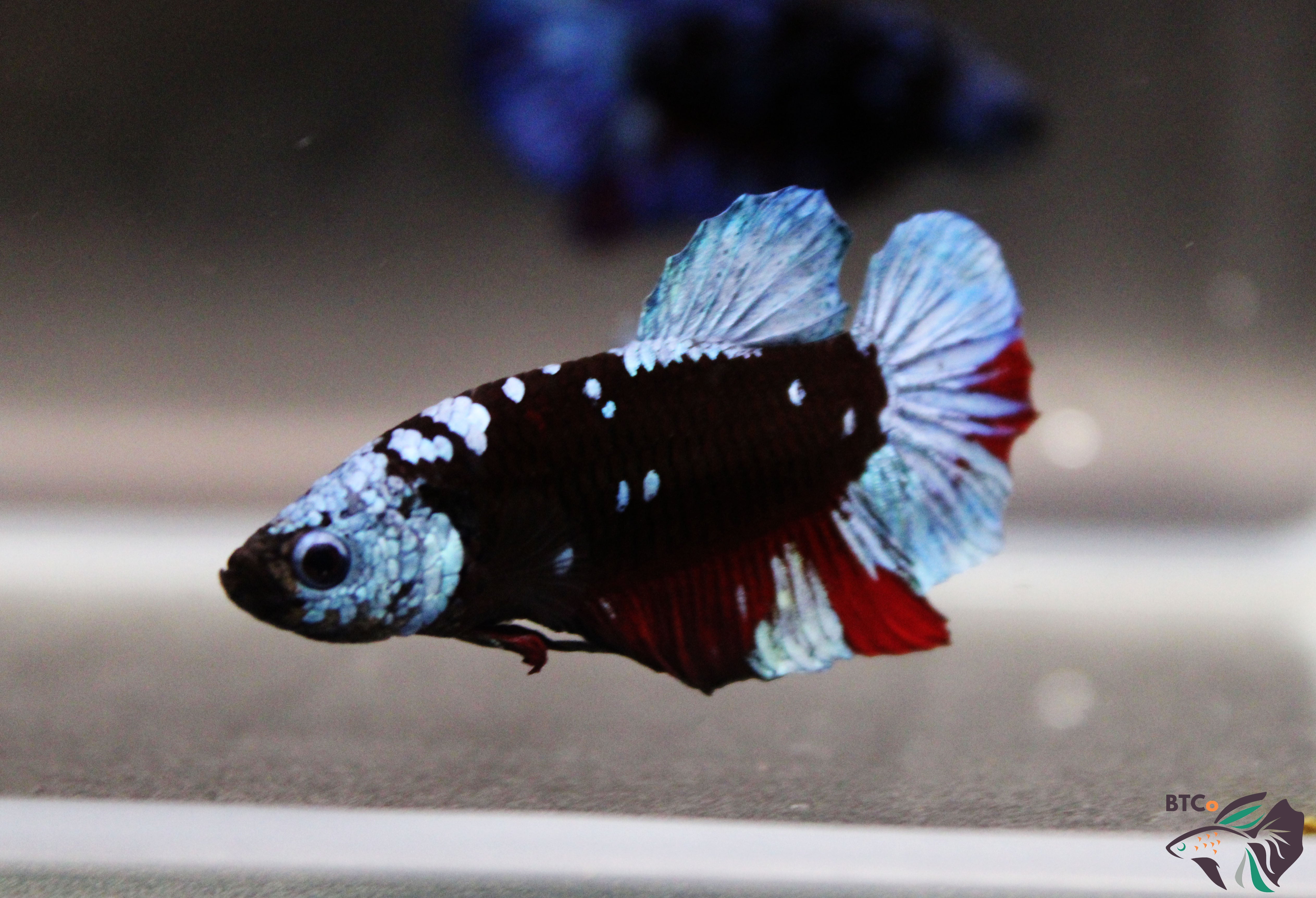 Fabio- Betta Plakat - Black Galaxy Avatar