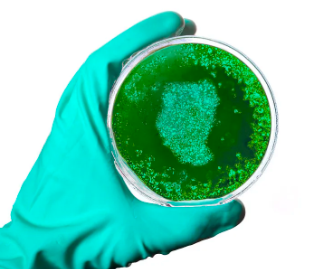 Dufeq™ Korean Avocado Exfoliating Scrub