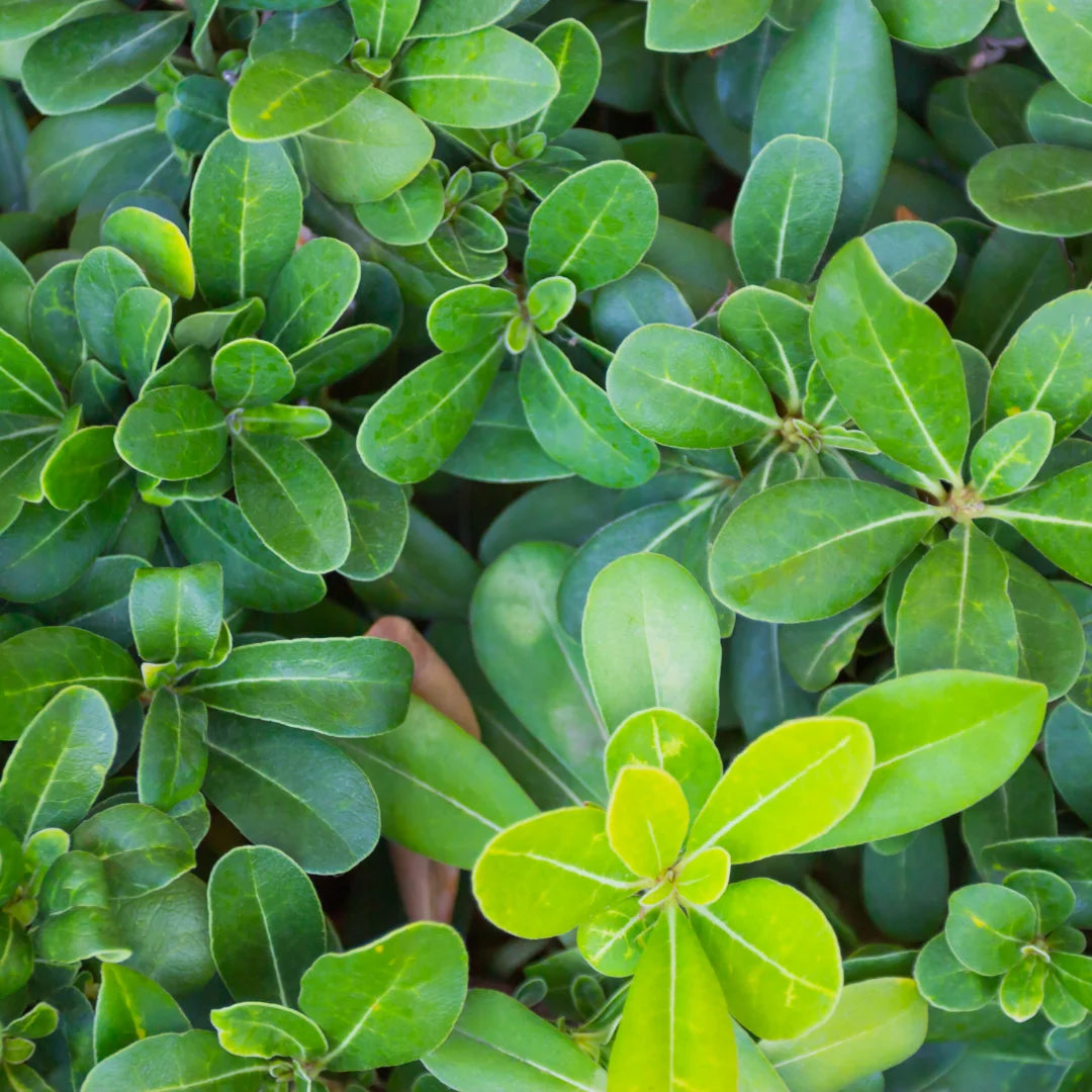 Green Pittosporum