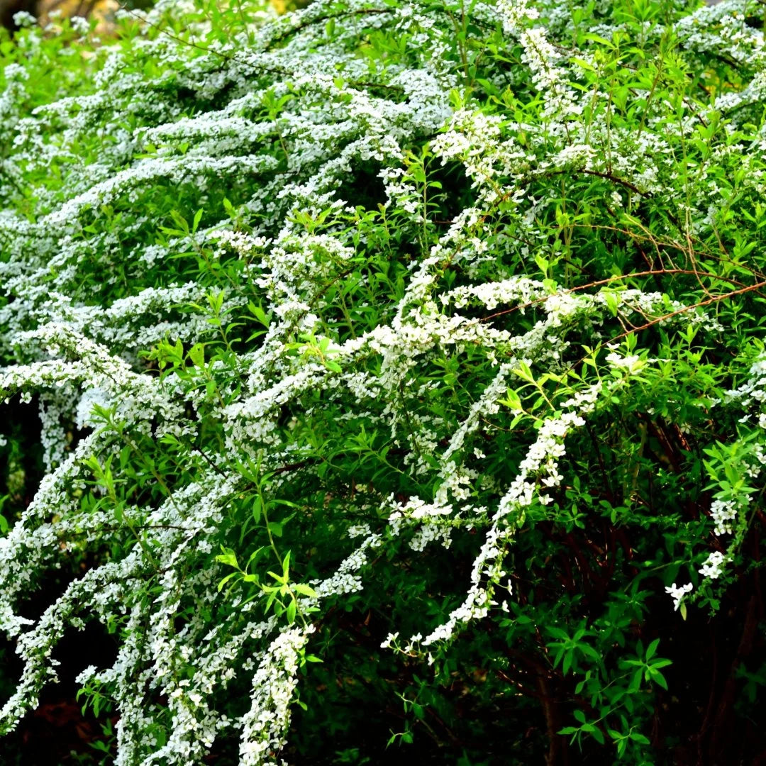 Mellow Yellow Spirea