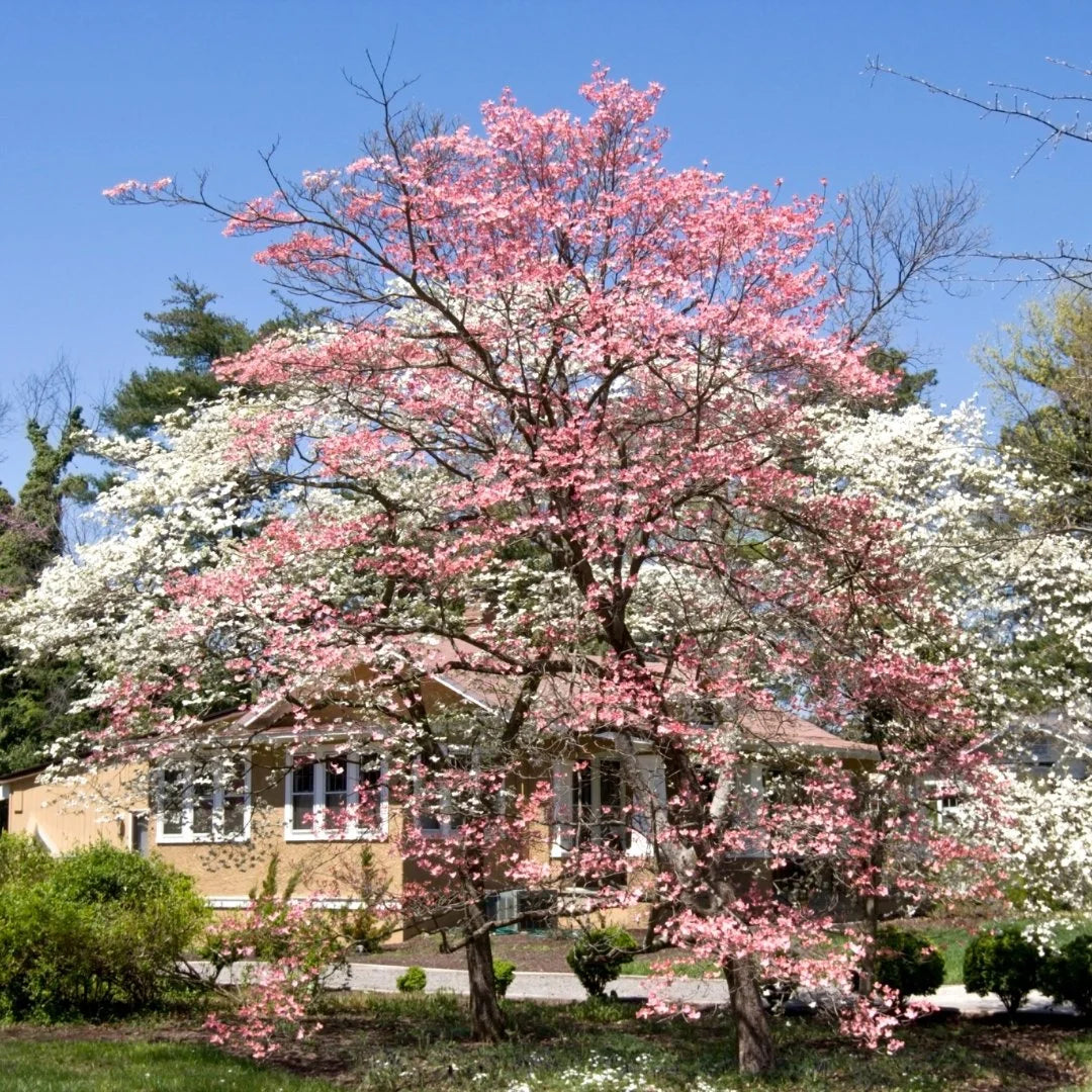 Pink Dogwood