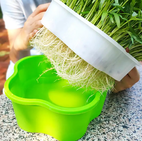 Bean sprout planting tray