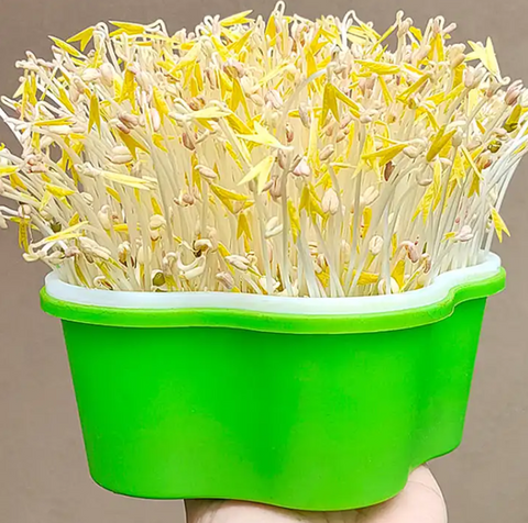 Pentagon Sprout Seed Trays