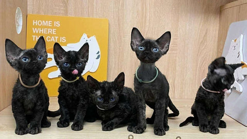 schwarze Devon-Katzen