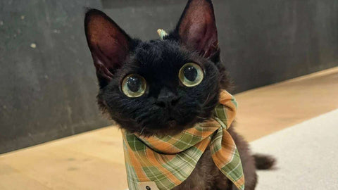 schwarze Devon-Katze mit Fliege