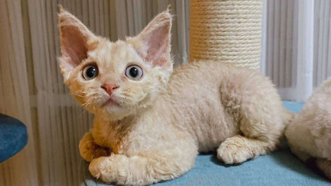 devon cat